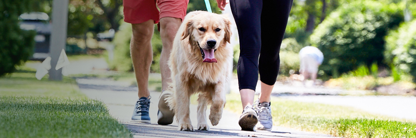 DogWatch Arkansas Hidden Fence, Fayetteville, Arkansas | SideWalker Leash Trainer Slider Image