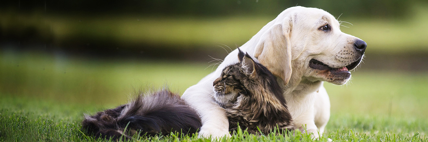 DogWatch Arkansas Hidden Fence, Fayetteville, Arkansas | Cat Fences Slider Image